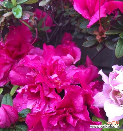 鸟声伴随的花海,让心灵找到归宿 杜鹃花的美丽与寓意