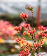 杜鹃花的花语和文化内涵 杜鹃花的象征意义及深层寓意