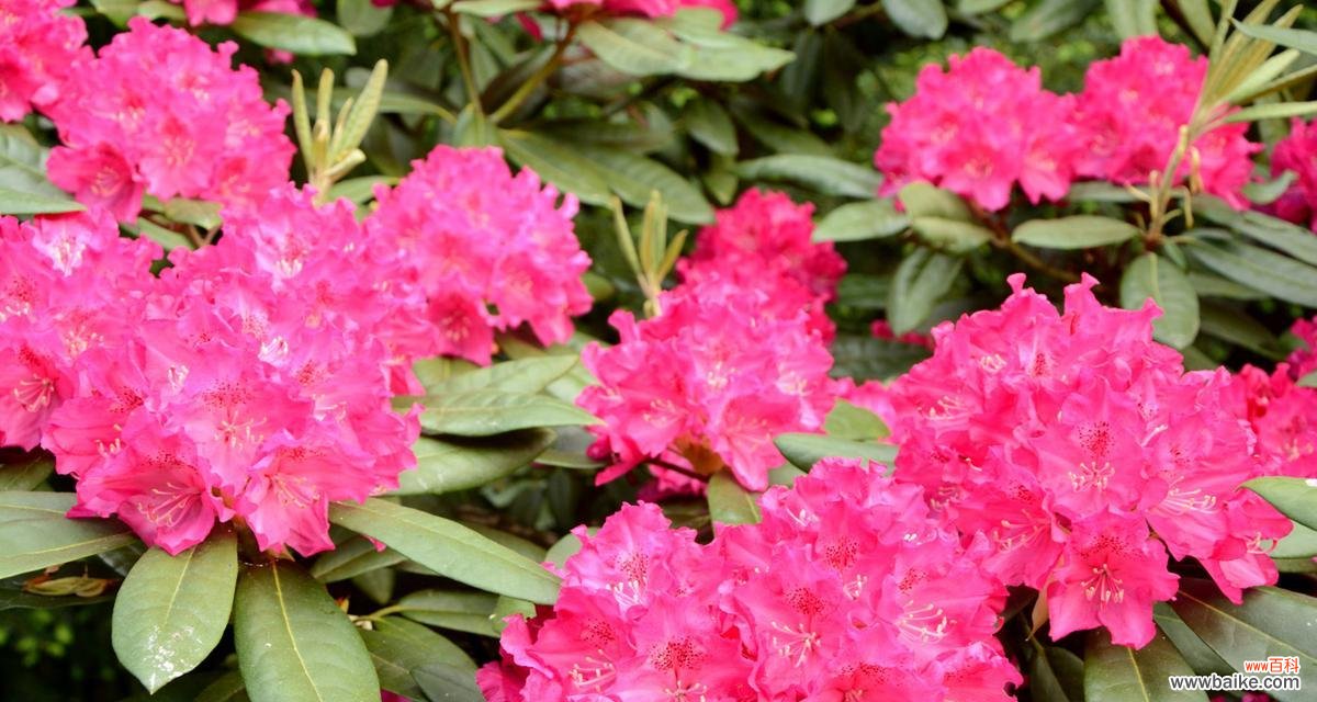 杜鹃花的花语与传说 杜鹃花