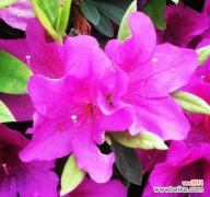 杜鹃花的花语与传说 杜鹃花