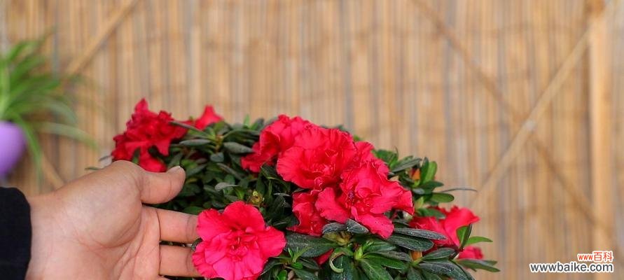 探寻杜鹃花的神秘与美丽 杜鹃花的象征意义与传说