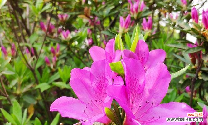 探寻杜鹃花的神秘与美丽 杜鹃花的象征意义与传说