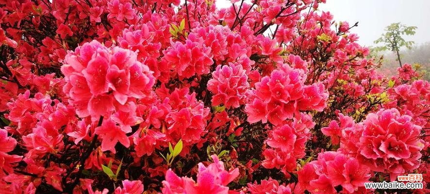 揭示杜鹃花语的隐含意义 杜鹃花语的象征与寓意