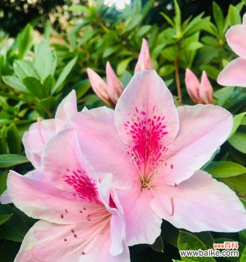 揭示杜鹃花语的隐含意义 杜鹃花语的象征与寓意