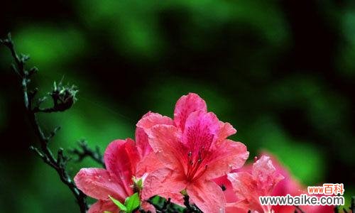 探寻杜鹃花的花语和寓意,传递真挚的情感 杜鹃花