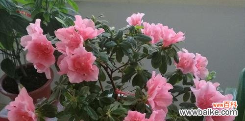 探寻杜鹃花的花语和寓意,传递真挚的情感 杜鹃花