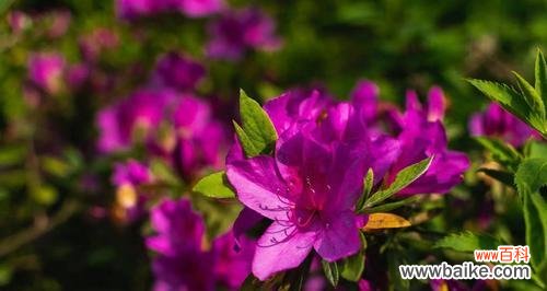 探寻杜鹃花的花语和寓意,传递真挚的情感 杜鹃花