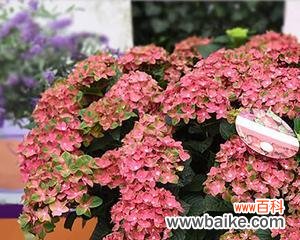 深入了解多年生植物及其重要性 多年生植物的代表意义