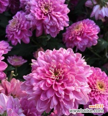 深入了解多年生植物及其重要性 多年生植物的代表意义