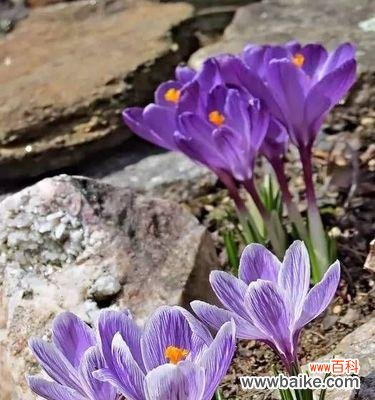 探索番红花的花语,传递无畏与热情 番红花的花语