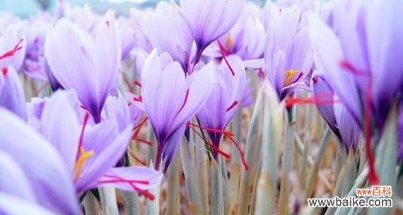 探索番红花的花语,传递无畏与热情 番红花的花语