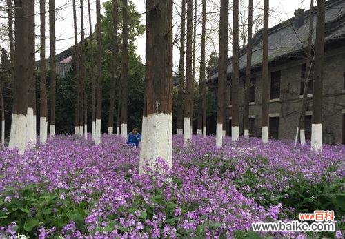 生命之花在寒冷中绽放的秘密 二月兰的花语