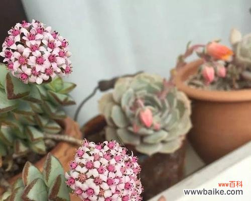 揭示多肉植物花开代表的意义和文化背景 多肉开花的寓意与象征