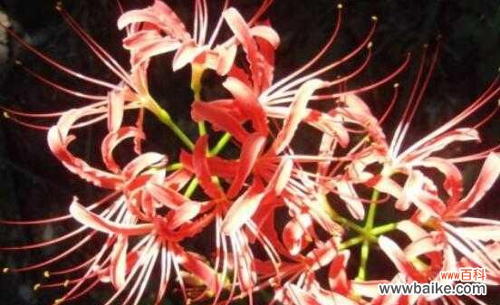 探索曼珠沙华花的内涵与象征 曼珠沙华的花语和寓意