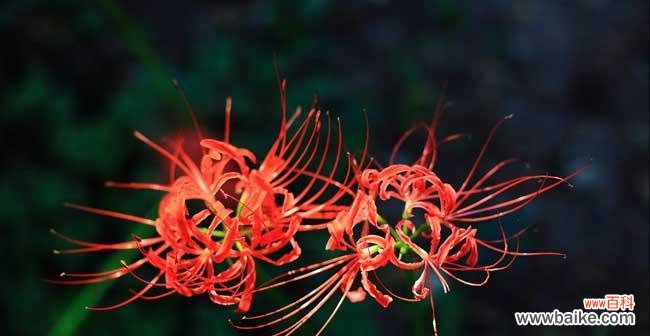 曼珠沙华的寓意与象征意义 曼珠沙华