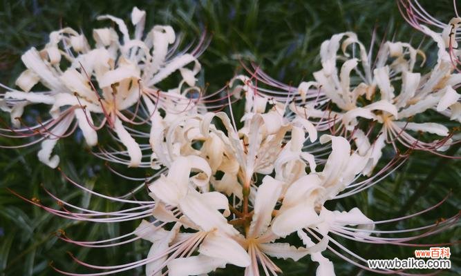 解读曼陀罗花的象征与意义 曼陀罗花的奇妙之谜