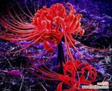 曼陀沙华的花语传递的是什么 曼陀沙华花语的美妙意义