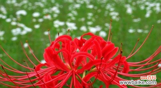 一朵花的情感世界 曼珠沙华花语之美