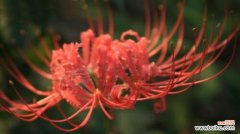 曼珠沙华的美丽与神秘 曼珠沙华的花语与寓意