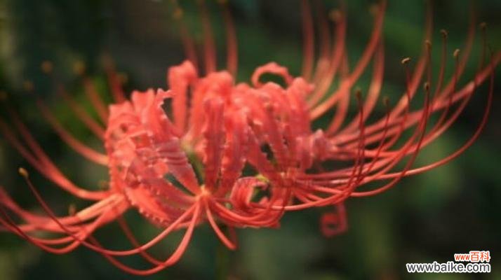 曼珠沙华的美丽与神秘 曼珠沙华的花语与寓意