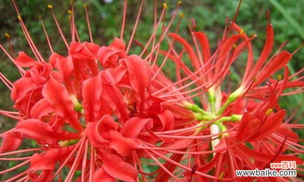 探寻曼珠沙华花的花语及其影响力 曼珠沙华花语