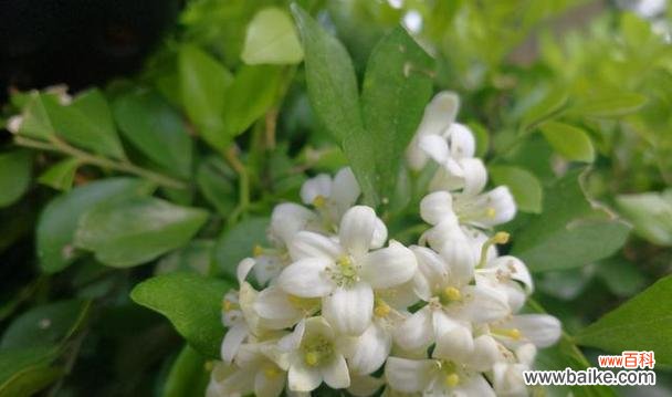 传承千年的神秘符号与美丽寓意 猫尾草