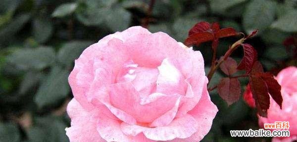 探寻玫瑰花的神秘语言 玫瑰花语的不同色彩