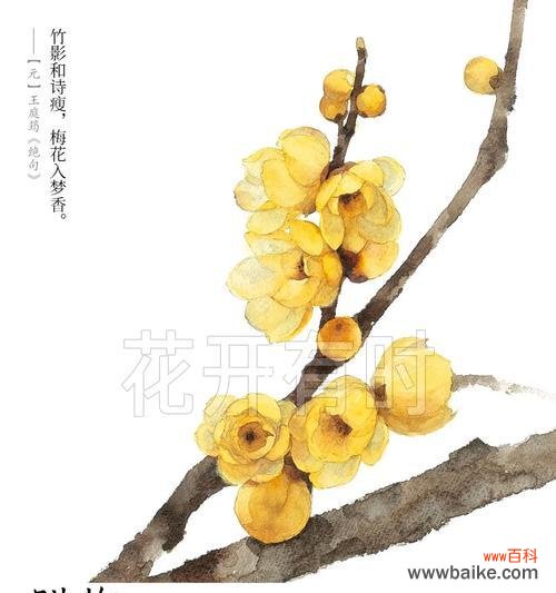 多瓣腊梅花语是什么？多瓣腊梅的花语有何不同？