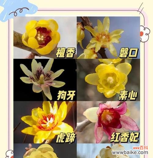 多瓣腊梅花语是什么？多瓣腊梅的花语有何不同？