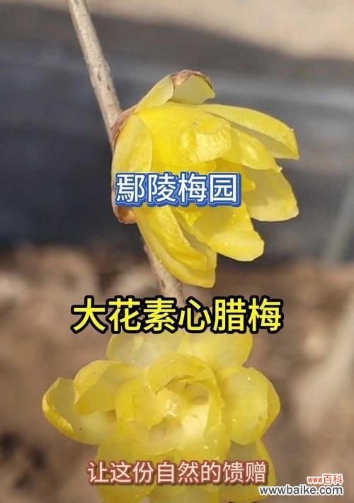 多瓣腊梅花语是什么？多瓣腊梅的花语有何不同？