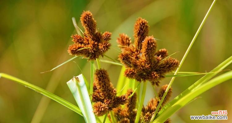 畦畔莎草花语是什么?畦畔莎草的寓意是什么?