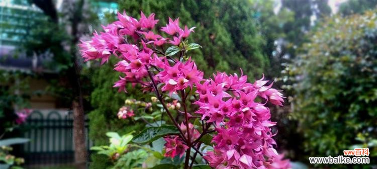 龙珠花的花语是什么?龙珠花的寓意有哪些?