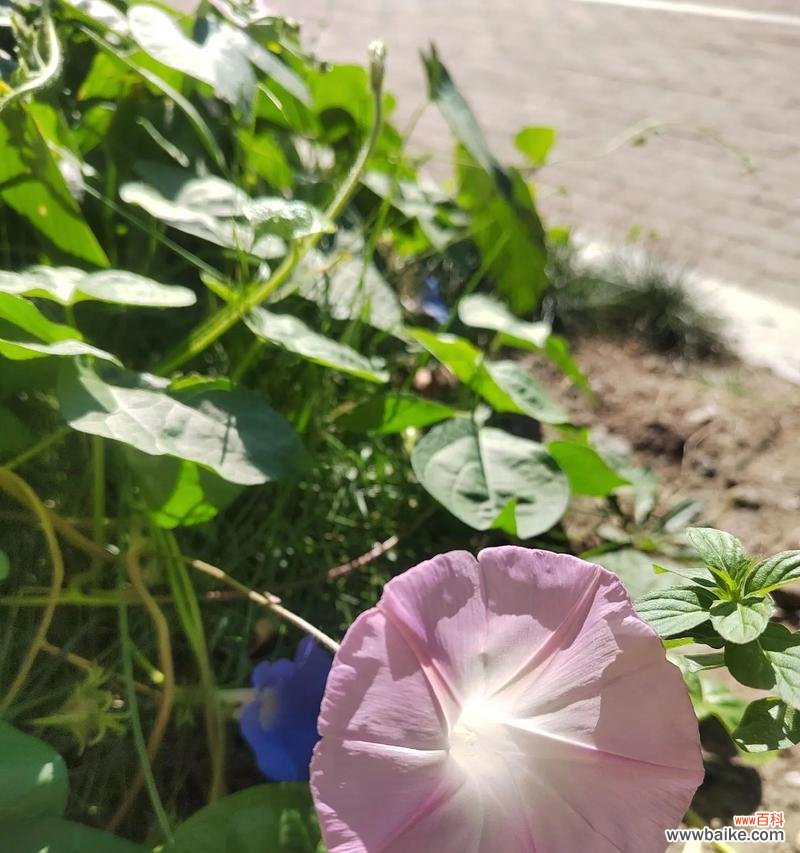 龙珠花的花语是什么?龙珠花的寓意有哪些?