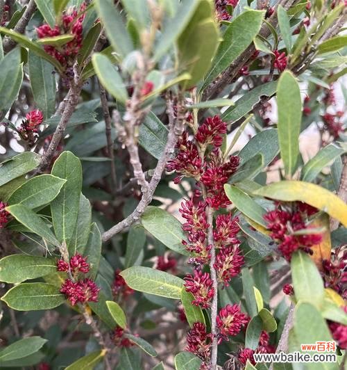 树木花语大全有哪些？树木花语大全如何分类？