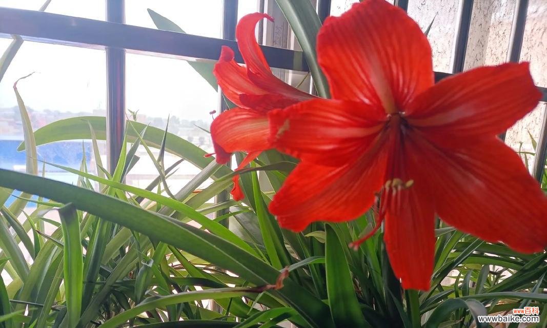 白磷兰的花语是什么?白磷兰代表了什么?