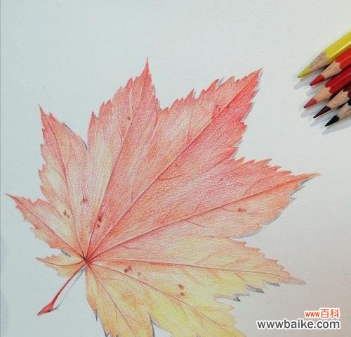 红枫的花语有哪些负面含义？如何避免？