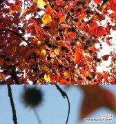 红枫的花语有哪些负面含义？如何避免？