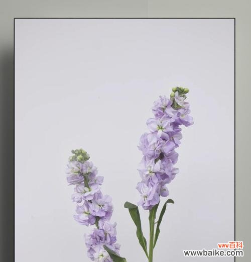 紫罗兰的花语是什么?紫罗兰的象征意义有哪些?