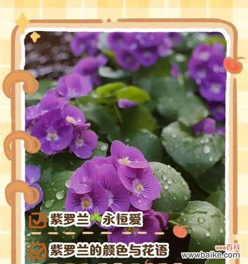 紫罗兰的花语是什么?紫罗兰的象征意义有哪些?