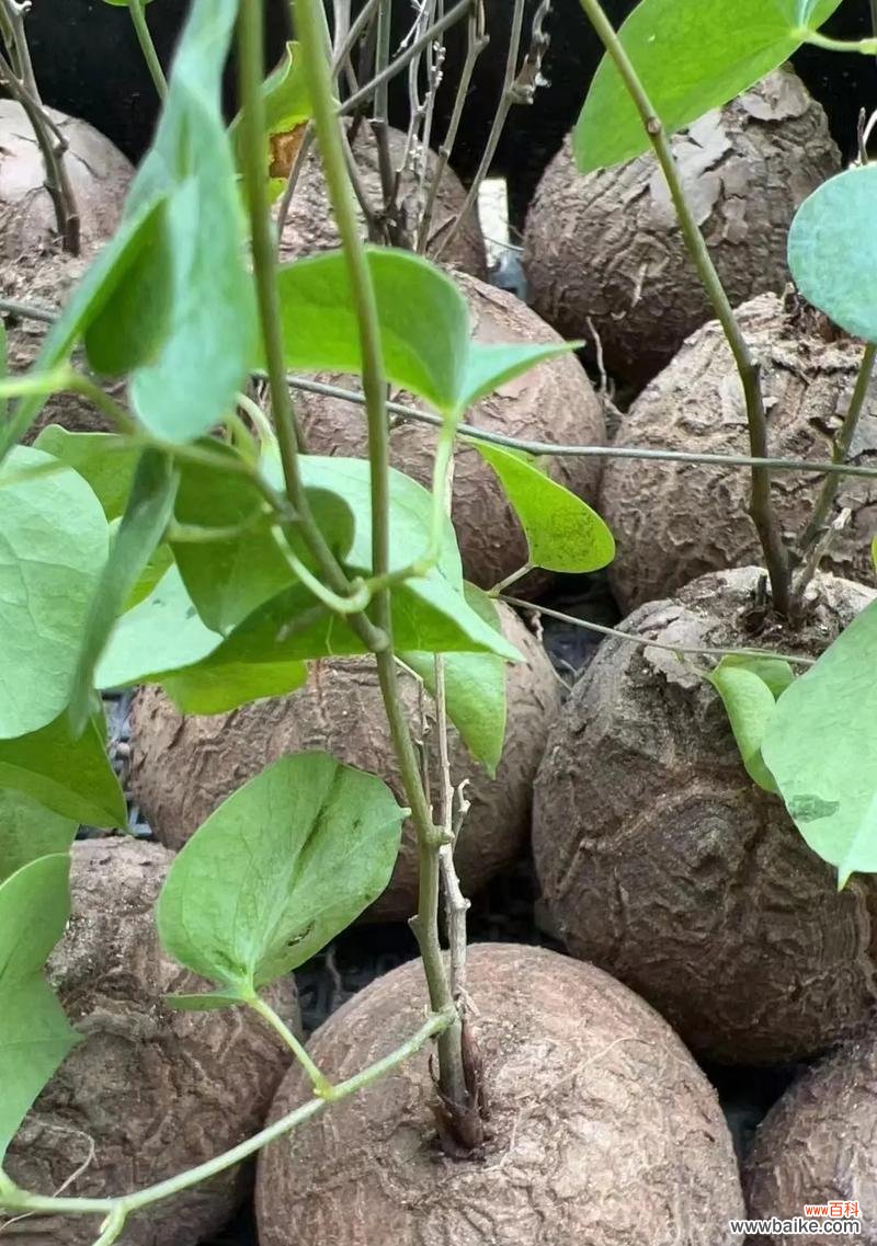 龟甲龙的花语是什么？如何养护龟甲龙？