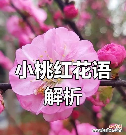 榆叶梅花语是什么?榆叶梅的花语有何含义?
