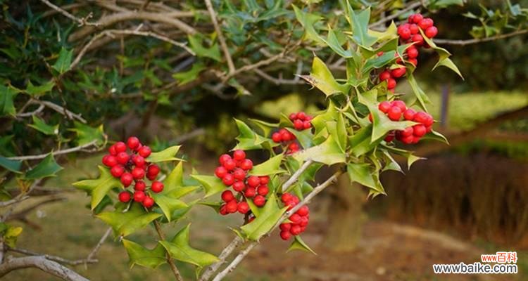 枸骨花的花语是什么?枸骨花代表了哪些情感?