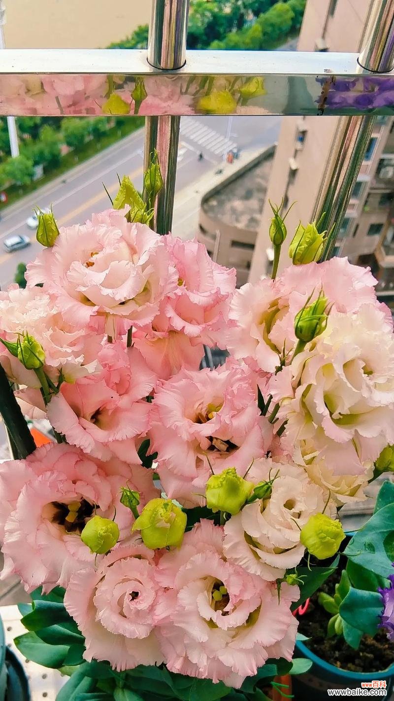 枸骨花的花语是什么?枸骨花代表了哪些情感?