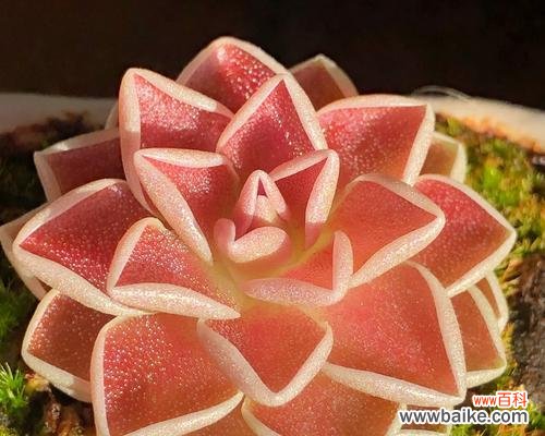 彩色堇的花语是什么？彩色堇代表了什么情感？