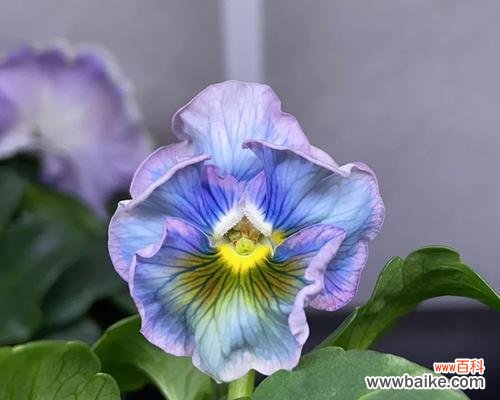 彩色堇的花语是什么？彩色堇代表了什么情感？