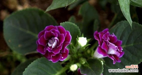 彩色堇的花语是什么？彩色堇代表了什么情感？