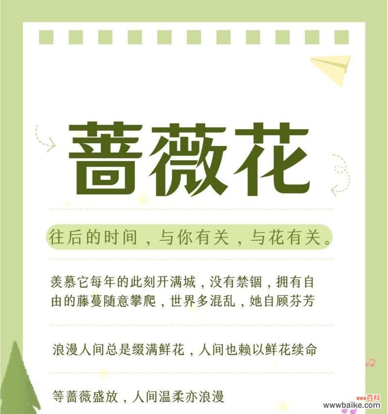 描蔷薇的花语是什么含义?如何正确理解?