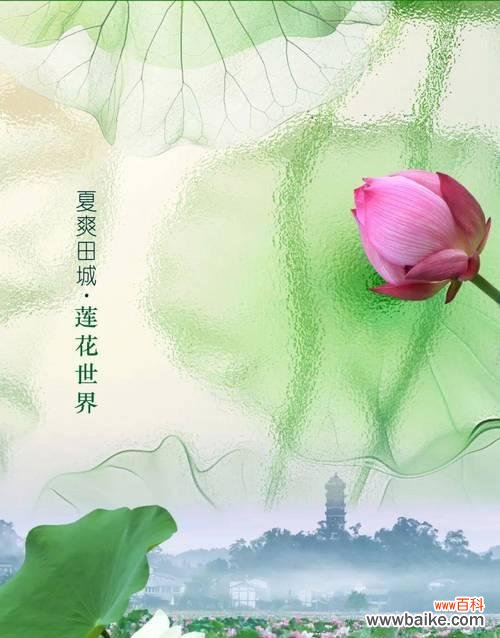 卷莲花的花语代表什么？有哪些特别寓意？