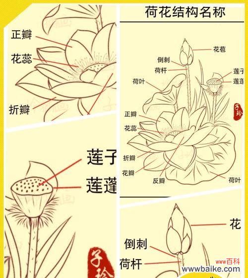卷莲花的花语代表什么？有哪些特别寓意？
