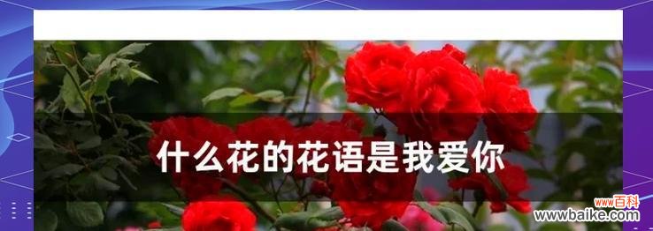 爱而不懂花语是什么意思？如何表达爱意？